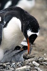 Eselspinguin (74 von 97).jpg
